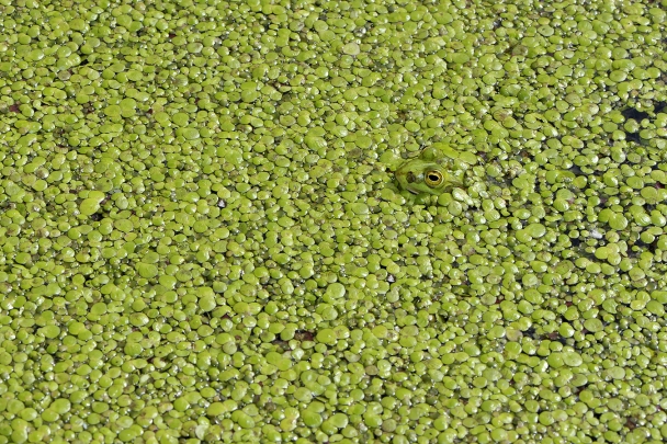 poelkikker tussen kroos (rana lessonae) 5-2011 7294